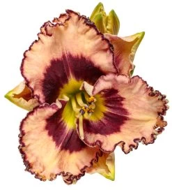 Rainbow Rhythm® Sound Of My Heart Daylily -Garden Plant Store Rainbow Rhythm Sound of My Heart Daylily only Flower 34545.1612542632