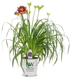 Rainbow Rhythm® Storm Shelter Daylily -Garden Plant Store Rainbow Rhythm Storm Shelter Daylily in Proven Winners Pot 65330.1615499357