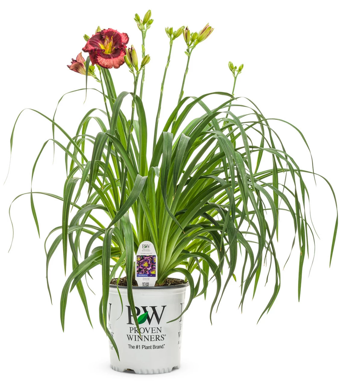 Rainbow Rhythm® Storm Shelter Daylily - Image 4