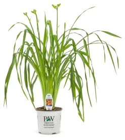 Rainbow Rhythm® Tiger Swirl Daylily -Garden Plant Store Rainbow Rhythm Tiger Swirl Daylily in Proven Winners Pot 20932.1551416734