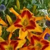 Rainbow Rhythm® Tiger Swirl Daylily -Garden Plant Store Rainbow Rhythm Tiger Swirl Daylily with Red Yellow Flowers 45597.1615499324