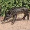 Razorback Wild Boar Statue -Garden Plant Store Razorback Wild Boar Statue 87835.1636787958