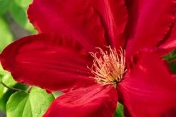 Rebecca Clematis -Garden Plant Store Rebecca Clematis Flower Petals 15717.1612210101