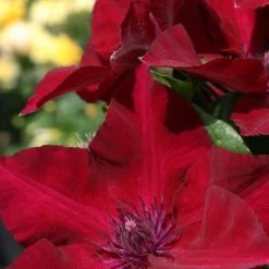 Boulevard® Nubia Clematis -Garden Plant Store Red Boulevard Nubia Clematis Flower Petals 89904.1612210607