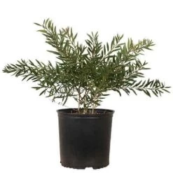 Red Cluster Bottlebrush