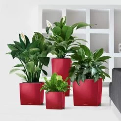 LECHUZA Cube Planter -Garden Plant Store Red Cube Planters 96249.1619209283