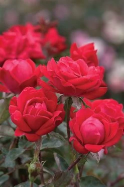 Red Double Knock Out Rose -Garden Plant Store Red Double Knock Out Rose Blooms Up Close 37574.1625849572