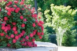 Red Double Knock Out Rose -Garden Plant Store Red Double Knock Out Rose in Landscape 05770.1625849572