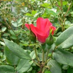 Red Double Knock Out Rose -Garden Plant Store Red Double Knockout Rose Bloom 62095.1500242786 Cropped compressor 52082.1625849572