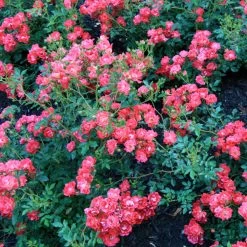Red Drift Groundcover Rose -Garden Plant Store Red Drift Rose Bushes Full of Blooms 74338.1553565285