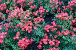 Red Drift Groundcover Rose -Garden Plant Store Red Drift Rose Groundcover Blooming 29010.1553565290
