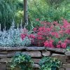 Red Drift Groundcover Rose -Garden Plant Store Red Drift Rose Shrub in Retaining Wall Main 46443.1553565276
