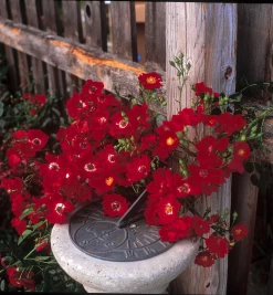 Red Flower Carpet Rose 8 Red Flower Carpet Rose -Garden Plant Store Red Flower Carpet Rose Flowering 06597.1649343203