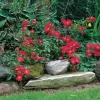 Red Flower Carpet Rose -Garden Plant Store Red Flower Carpet Rose Growing in the Landscaping 15002.1649343156