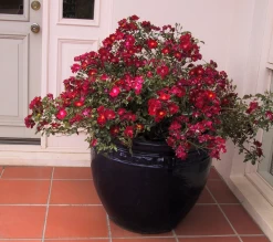 Red Flower Carpet Rose 9 Red Flower Carpet Rose -Garden Plant Store Red Flower Carpet Rose in Pot Planter 64710.1649343194
