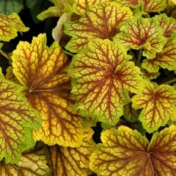 Red Lightning Coral Bells