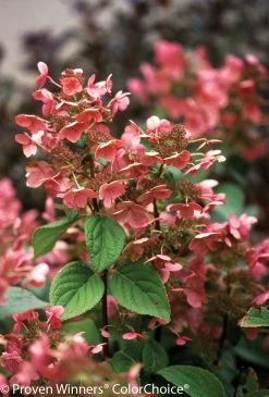 Quick Fire® Hydrangea -Garden Plant Store Red Quick Fire Hydrangea Flower Close Up 52747.1518386014