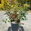 Red Sprite Winterberry -Garden Plant Store Red Sprite Winterberry 40947.1669050618