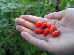 Red Zeppelin Goji Berry -Garden Plant Store Red Zeppelin Goji Berry Sizes 64123.1549755032