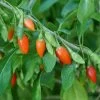 Red Zeppelin Goji Berry 1 Red Zeppelin Goji Berry -Garden Plant Store Red Zeppelin Goji Berry with Red Berries c 25375.1549755032