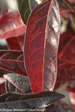 Brandywine Viburnum -Garden Plant Store Red and Purple Brandywine Viburnum Leaves 01405.1523224128