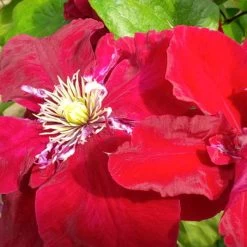 Regal Charmaine Clematis