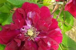 Regal Charmaine Clematis -Garden Plant Store Regal Charmaine Clematis Flower Petals 71218.1612207962