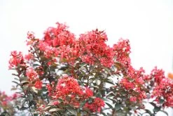 Rikki Tikki Rouge Crape Myrtle -Garden Plant Store Rikki Tikki Rouge Crape Myrtle Bush with Red Flowers 58737.1549755036