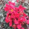 Rikki Tikki Rouge Crape Myrtle -Garden Plant Store Rikki Tikki Rouge Crape Myrtle with Red Blooms c 34748.1549755036