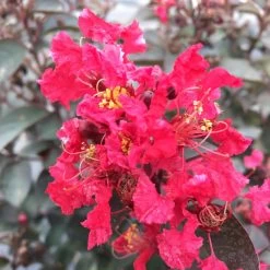 Rikki Tikki Rouge Crape Myrtle