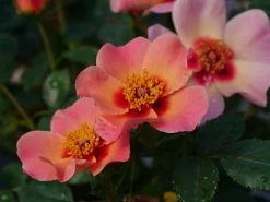 Ringo All-Star Rose 10 Ringo All-Star Rose -Garden Plant Store Ringo All Star Rose flower with leaves 35982.1611596573