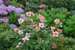 Ringo All-Star Rose 11 Ringo All-Star Rose -Garden Plant Store Ringo All Star Rose in the garden 47534.1611596576