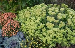 Rock 'N Grow® Lemonjade Stonecrop Sedum -Garden Plant Store Rock N Grow Lemonjade Stonecrop Sedum Blooming in Landscape 63540.1551416730