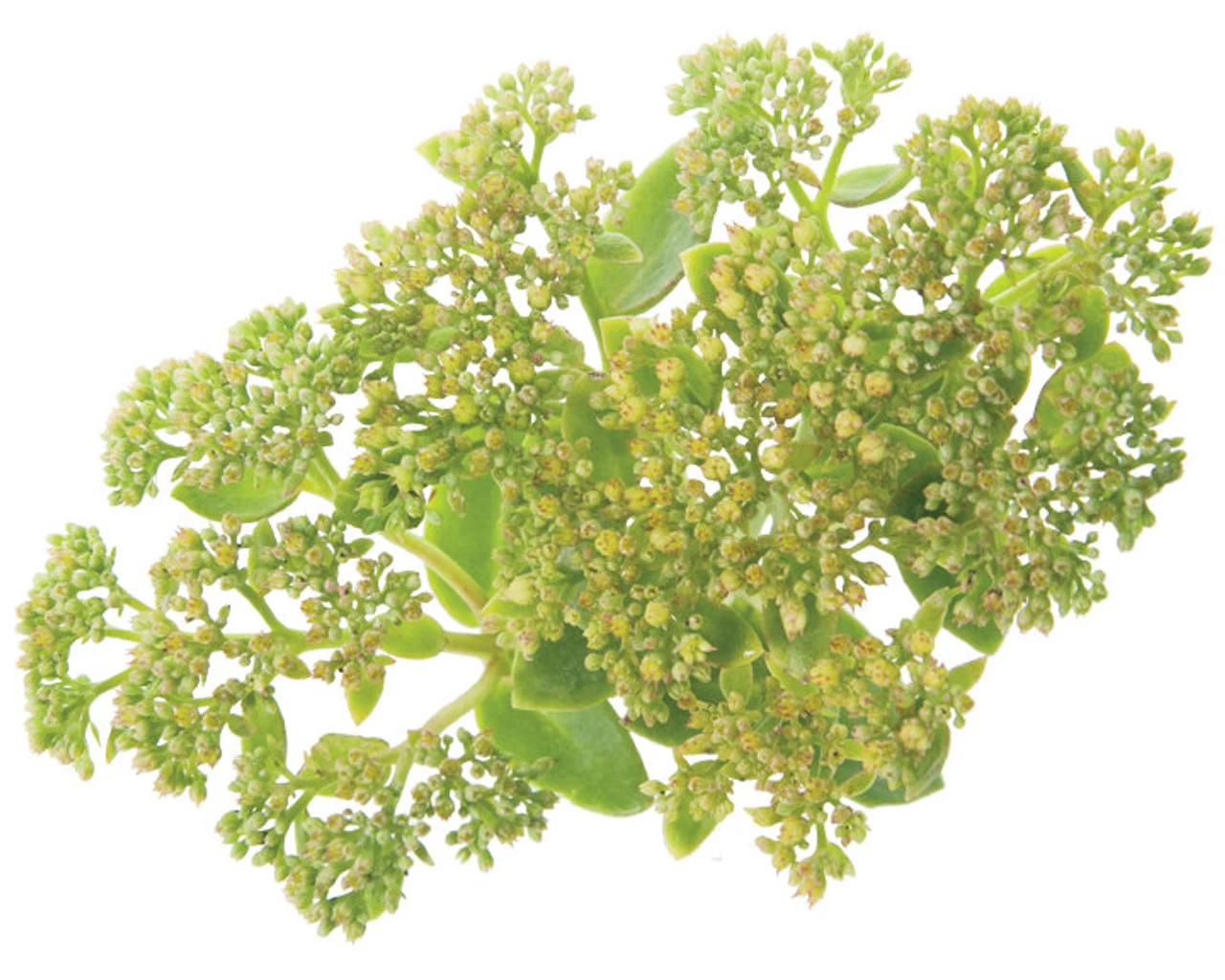 Rock 'N Grow® Lemonjade Stonecrop Sedum - Image 9