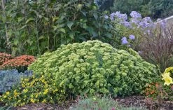 Rock 'N Grow® Lemonjade Stonecrop Sedum -Garden Plant Store Rock N Grow Lemonjade Stonecrop Sedum in Landscape 1 56092.1551416730