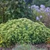Rock 'N Grow® Lemonjade Stonecrop Sedum -Garden Plant Store Rock N Grow Lemonjade Stonecrop Sedum in Landscape 81968.1615587019