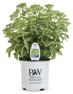 Rock 'N Grow® Lemonjade Stonecrop Sedum -Garden Plant Store Rock N Grow Lemonjade Stonecrop Sedum in Proven Winners Pot 22536.1615587009