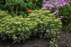 Rock 'N Grow® Lemonjade Stonecrop Sedum -Garden Plant Store Rock N Grow Lemonjade Stonecrop Sedum in the Garden 44488.1615586995