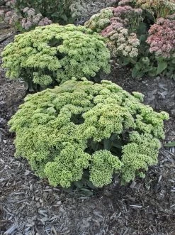 Rock 'N Grow® Lemonjade Stonecrop Sedum -Garden Plant Store Rock N Grow Lemonjade Stonecrop Sedum wiht Yellow Blooms 93841.1551416730
