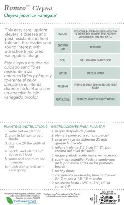 Romeo Cleyera 12 Romeo Cleyera -Garden Plant Store Romeo Cleyera Plant Care 44967.1640868626
