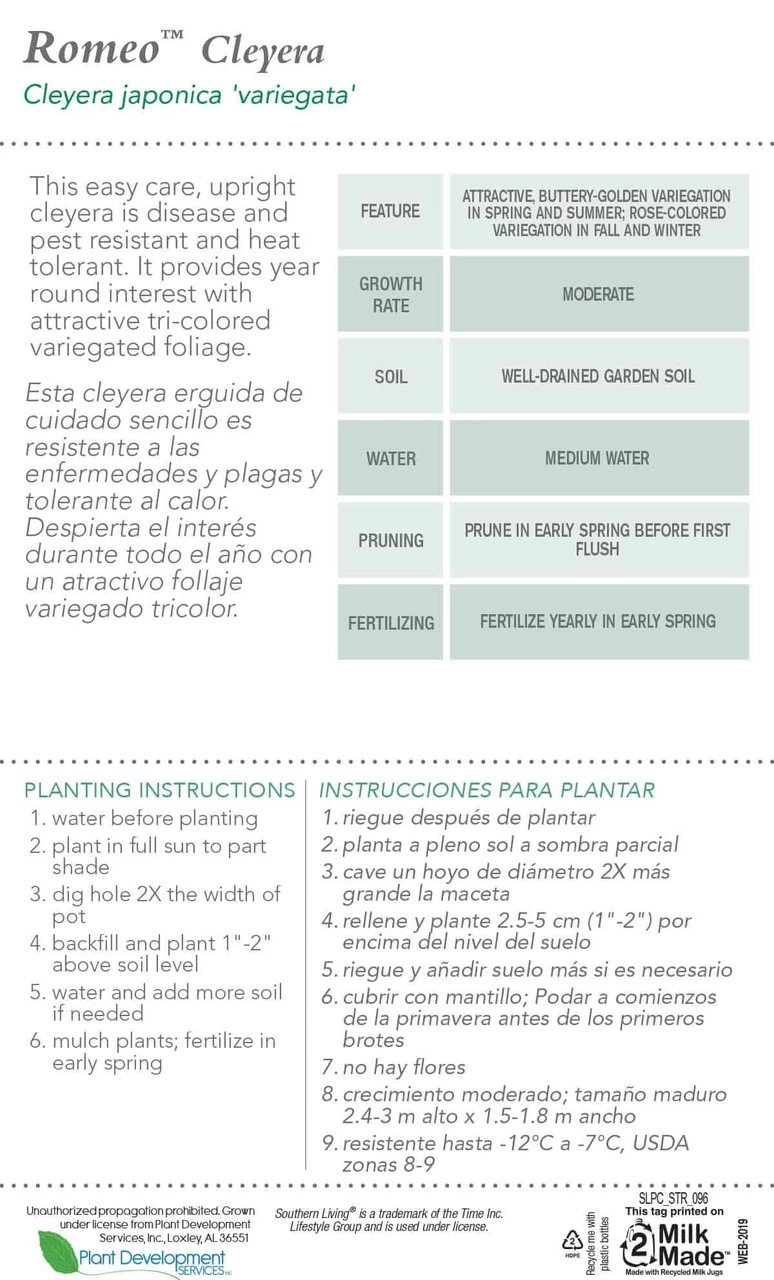 Romeo Cleyera 7 Romeo Cleyera - Image 5