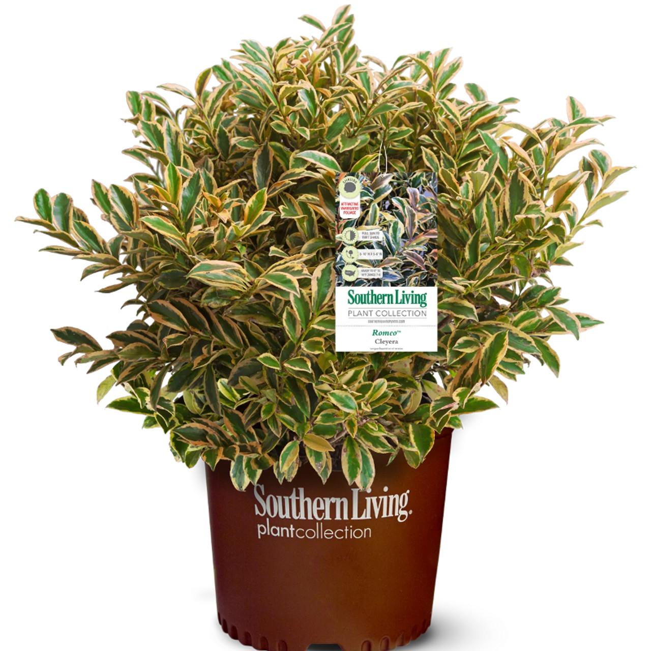 Romeo Cleyera 4 Romeo Cleyera - Image 2