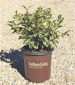 Romeo Cleyera 10 Romeo Cleyera -Garden Plant Store Romeo Cleyera in Southern Living Pot 92785.1642407615