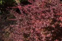 Rose Glow Barberry -Garden Plant Store Rose Glow Barberry Bush 94065.1587917325