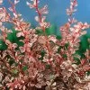 Rose Glow Barberry -Garden Plant Store Rose Glow Barberry Foliage 36344.1587917314