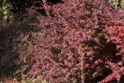 Rose Glow Barberry -Garden Plant Store Rose Glow Barberry Shrub 88656.1587917320