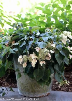 Rose Sensation False Hydrangea-Vine -Garden Plant Store Rose Sensation False Hydrangea Vine in Container 07699.1549755032