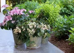 Rose Sensation False Hydrangea-Vine -Garden Plant Store Rose Sensation False Hydrangea Vine in Landscaping 79677.1549755031