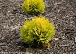 Annas Magic Ball® Arborvitae -Garden Plant Store Row of Annas Magic Ball Arborvitaes 45228.1523214678