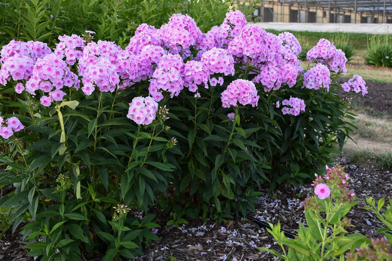 Luminary Opalescence Phlox 7 Luminary Opalescence Phlox - Image 5